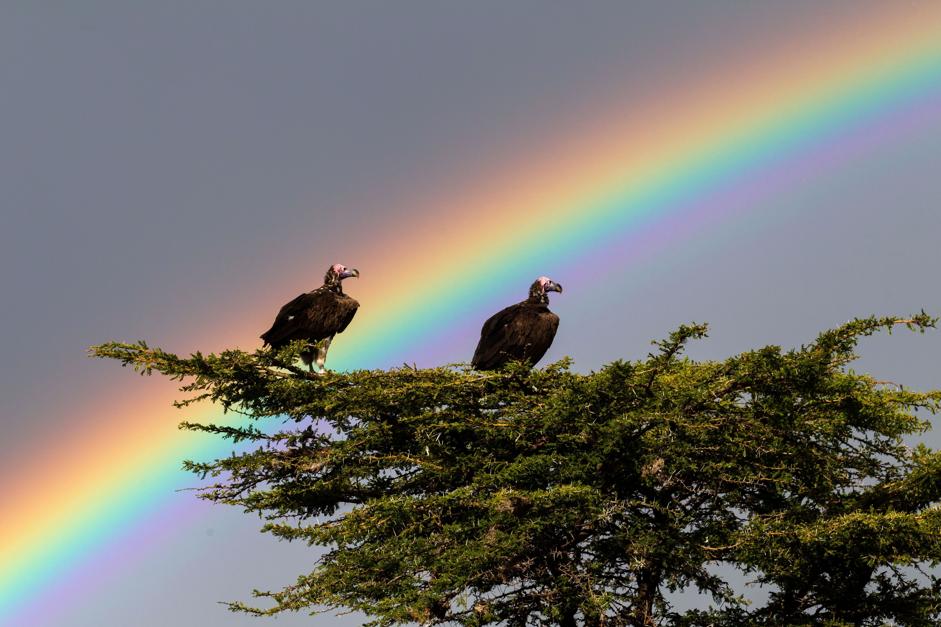 MUST CREDIT: PAUL GOLDSTEIN/EXODUS/. IMAGES OUTSIDE OF PRINT NEWSPAPER SUBSCRIPTIONS. FEES APPLY FOR UNIQUE IPAD USE. PAUL GOLDSTEIN/REX VULTURES AND A RAINBOW IN THE MASAI MARA, KENYA POT OF GOLD: GRAPHER CAPTURES AMAZING RAINBOWS IF YOU ARE LOOKING FOR A BRIGHT START TO THE NEW YEAR, LOOK NO FURTHER. WILDLIFE GRAPHER PAUL GOLDSTEIN HAS CAPTURED A SERIES OF STUNNING RAINBOW IMAGES IN HIS ROLE AS GUIDE FOR EXODUS TRAVELS. WIMBLEDON-BASED PAUL LEADS TOURS TO FAR FLUNG PLACES AROUND THE WORLD AND SAYS HE LOVES IT IN THE WILDERNESS WHEN THE WEATHER TURNS BAD. HIS AMAZING PICTURES RANGE FROM A FOGBOW (A RAINBOW IN FOG) IN SPITSBERGEN, NORWAY TO THE ANSWER TO WHAT IS ACTUALLY AT THE END OF A RAINBOW - A GIRAFFE! HE EXPLAINS: -A BIT OF GREY SKY AND ANNOYING DRIZZLE IS NO GOOD, I LIKE IT WHEN THE HEAVENS ERUPT, WHEN THEY REALLY GET MIFFED AND THROW ANGRY STORMS AT ME WITH FOREBODING INKY SKIES. -FIRSTLY IT SENDS SLACK PEOPLE SCURRYING INDOORS BUT ALSO THERE IS ALWAYS THE CHANCE OF A RAINBOW. -WHETHER IT IS IN THE ARACTIC, ANTARCTIC, THE PLAINS OF THE MASAI MARA OR ICELAND, I AM ALWAYS ON THE LOOK OUT FOR THEM TO GRAPH. NOT ONLY ARE THEY ALWAYS ARRESTING AND BEAUTIFUL, THEY ARE ALWAYS DIFFERENT.- HTTP:/WWW.REXFEATURES.COM/STACKLINK/KUEEEHFNO %_ 3438634 _%